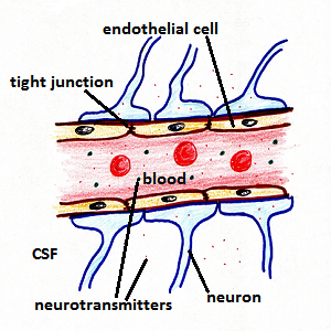cellule endoteliali