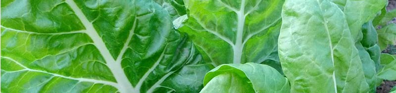 alimentazione per degenerazione maculare, benefici verdure foglia verde,