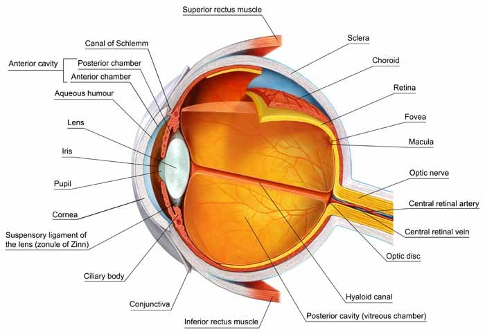 anatomia-occhio